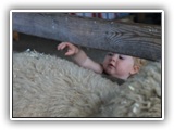 sheepJ