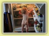 fridge